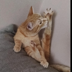 samoolocik