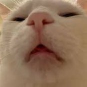 Majfek